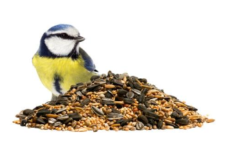 Bird Food (Pakshiyo ka dana)