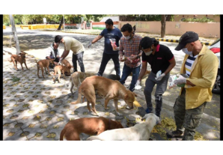 Dog Feeding